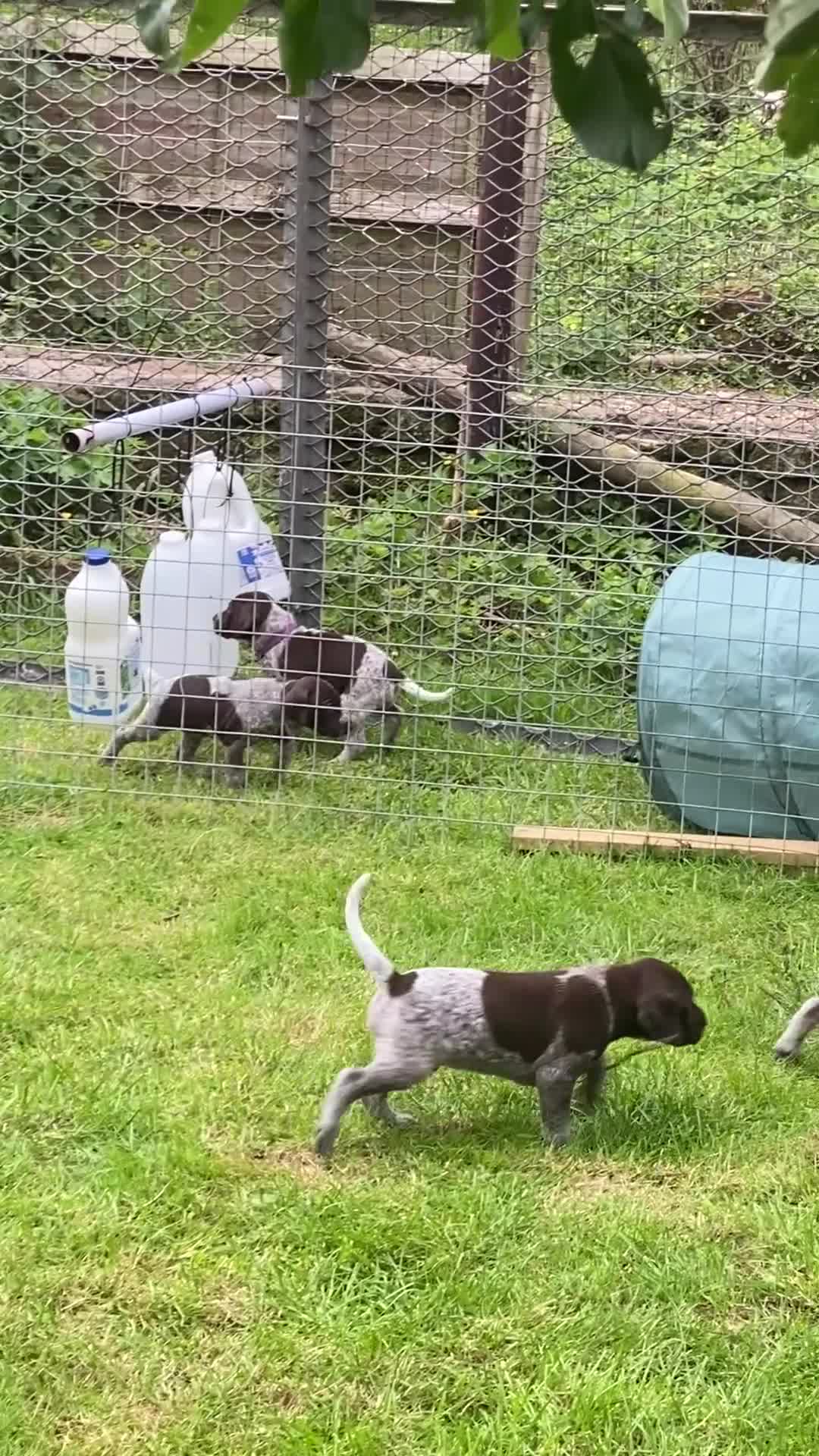 German Shorthaired Pointer dogs for sale: Stunning KC GSP puppies  - Video 1