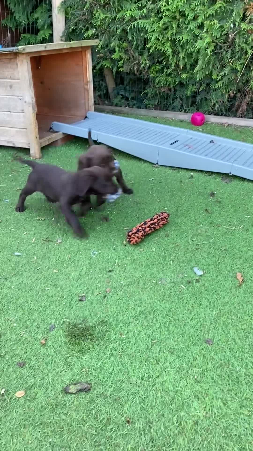 Cocker Spaniel dogs for sale: Health Tested Working Cocker Pups - Video 1