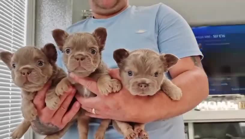 French Bulldog dogs for sale: Beautiful fluffy french bulldog puppies - Video 1