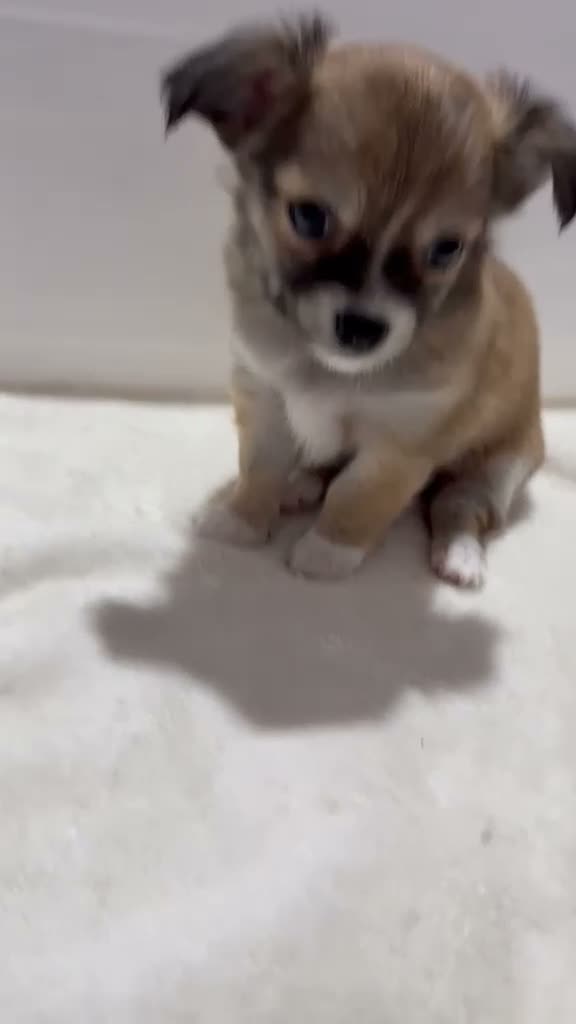 Chihuahua dogs for sale: Adorable Chihuahua puppies 1 girl and 2 boys in London - Video 1