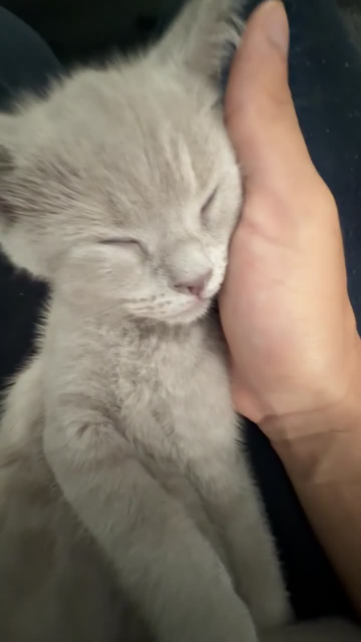 British Shorthair cats for sale: 2 FRIENDLY BRITISH SHORTHAIR MALES  - Video 1