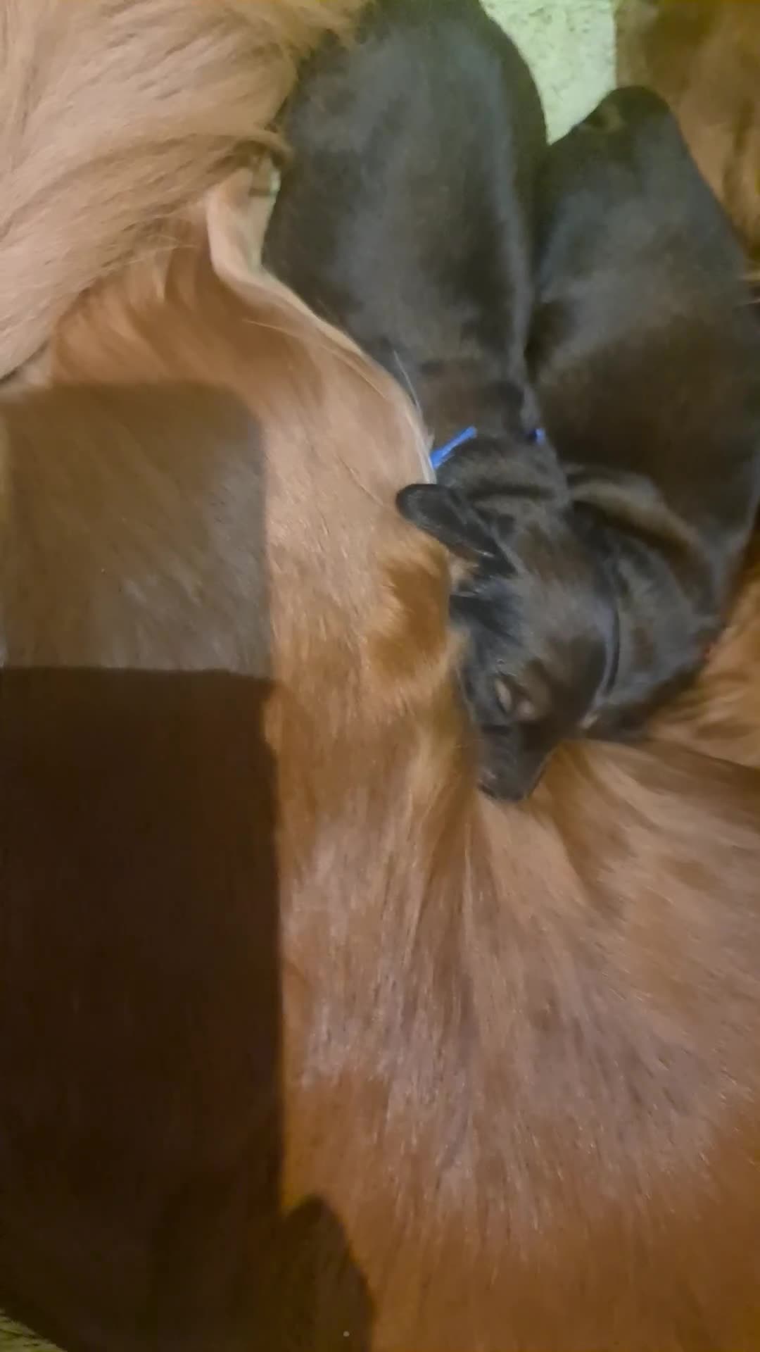 Dachshund dogs for sale: 5 beautiful long-haired Dachshunds pupps - Video 1