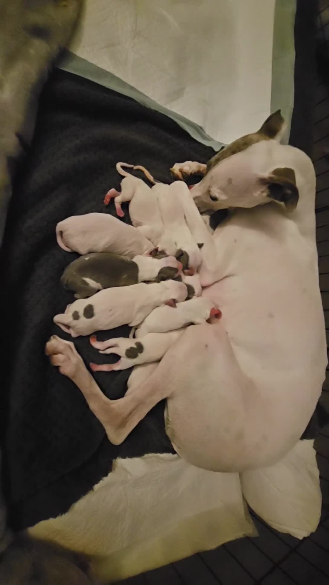 Mixed Breed dogs for sale: Whippet/ blue staffy puppies  in Chester-le-Street - Video 1