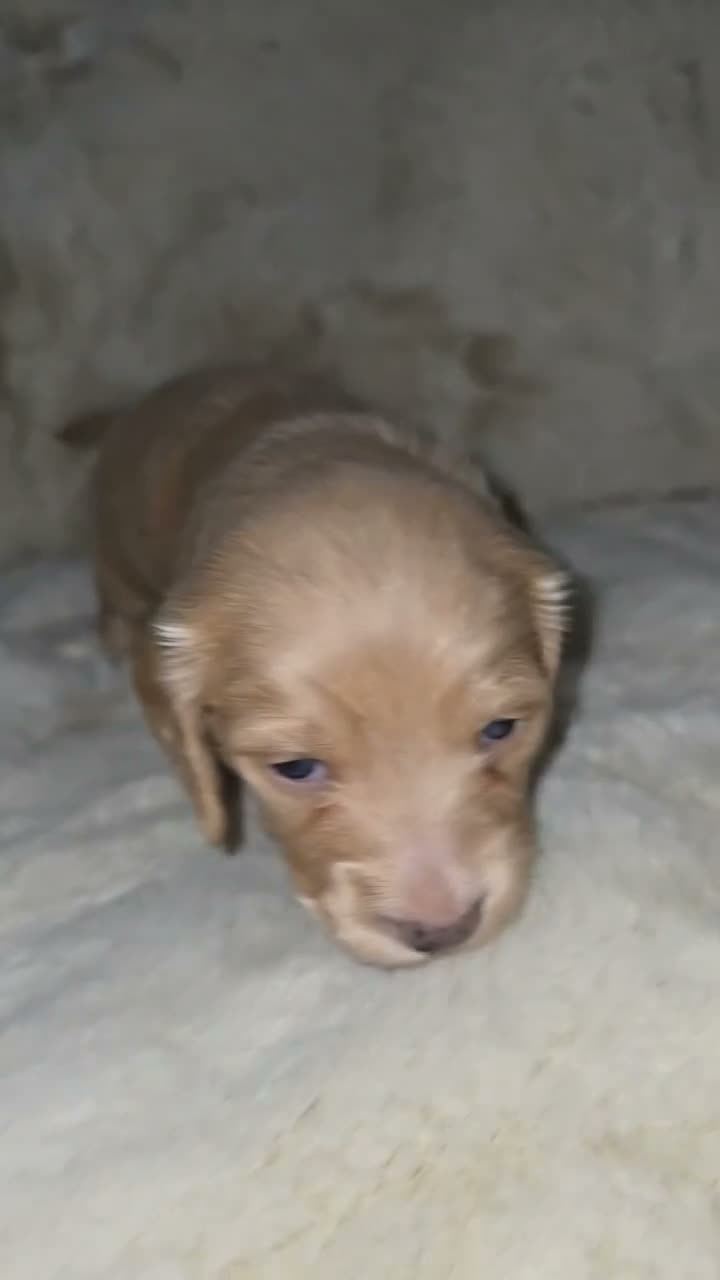 Miniature Dachshund dogs for sale: Miniature long and smooth haired dachshund  - Video 2
