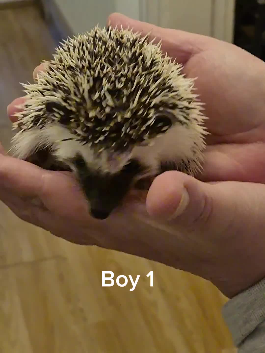 Pygmy Hedgehog rodents for sale: 2 Male Pygmy Hedgehog Babies - Video 1