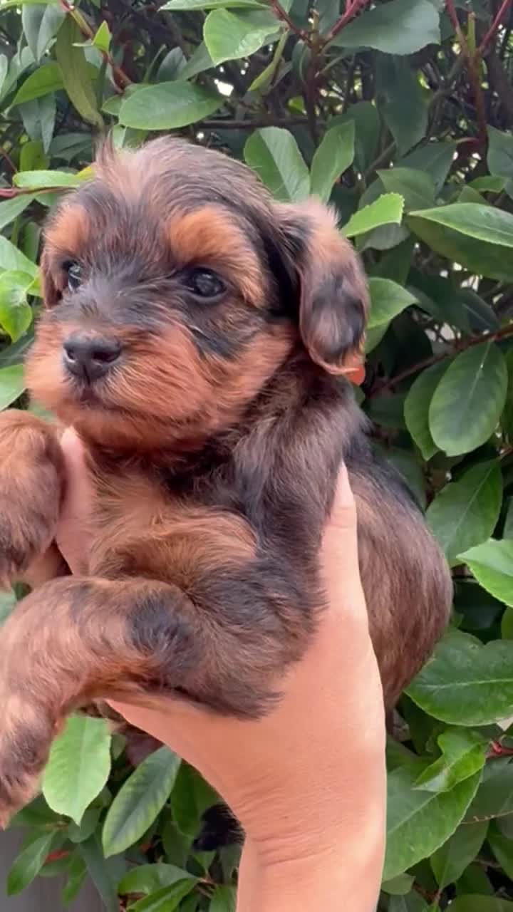 Yorkiepoo dogs for sale: Yorkiepoo - Video 4