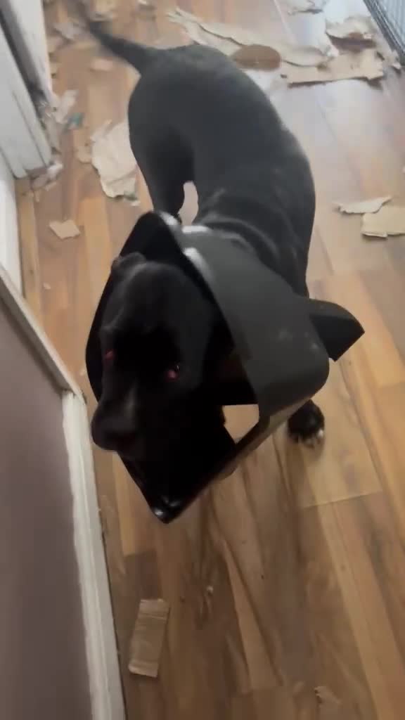 Mixed Breed dogs for sale: Looking for forever - Video 2