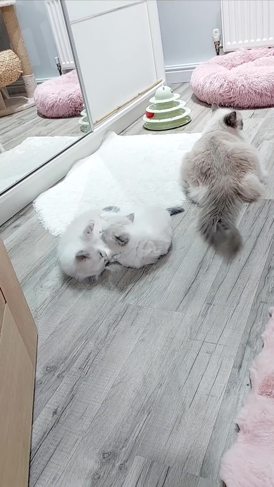 Ragdoll cats for sale: Ragdoll Kitten for Sale – Meet Sky 💙🐾 - Video 2