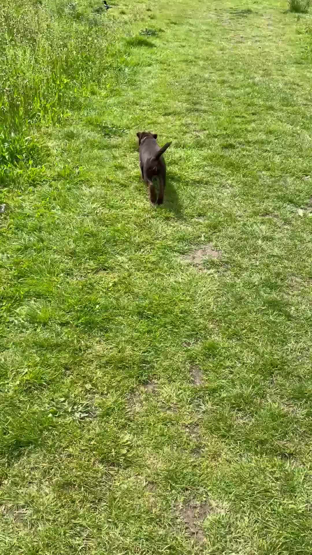 Patterdale Terrier dogs for sale: Patterdale Terrier  in Liverpool - Video 1