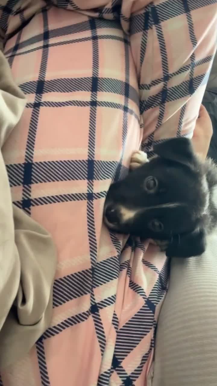 Mixed Breed dogs for sale: Border collie x staffie x german sheppard pups. - Video 1