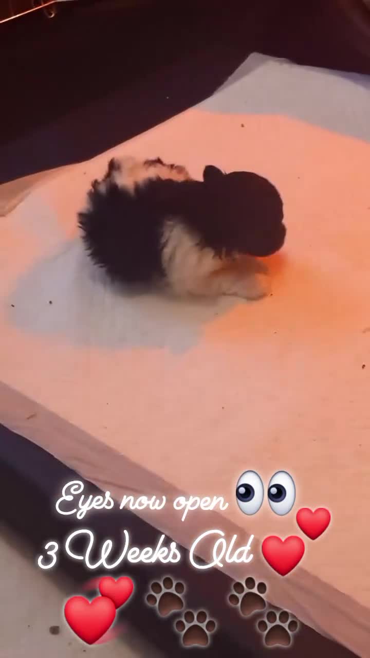 Toy Poodle dogs for stud: *2 STUDS AVAILABLE*FULL PEDIGREE SILVER & PHANTOM in Colwyn Bay - Video 2