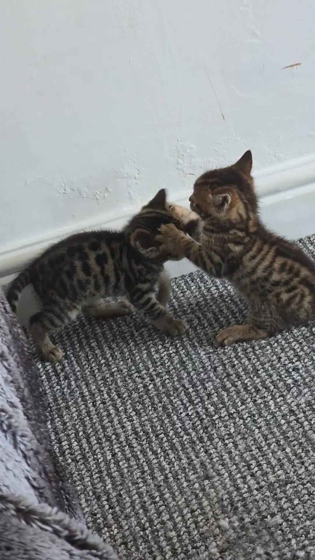 Bengal cats for sale: Mixed Tabby x Bengal Kittens – 2 Males Left 🐾 - Video 1