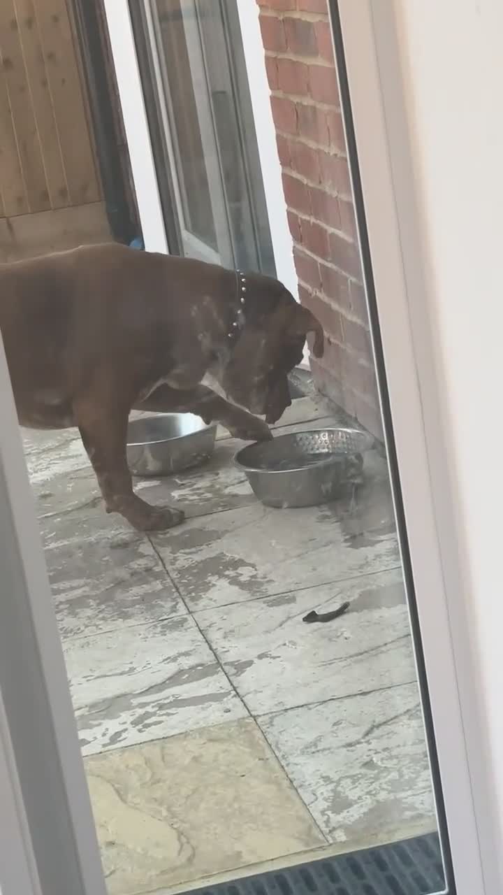 Mixed Breed dogs for sale: Dog for rehoming  - Video 1