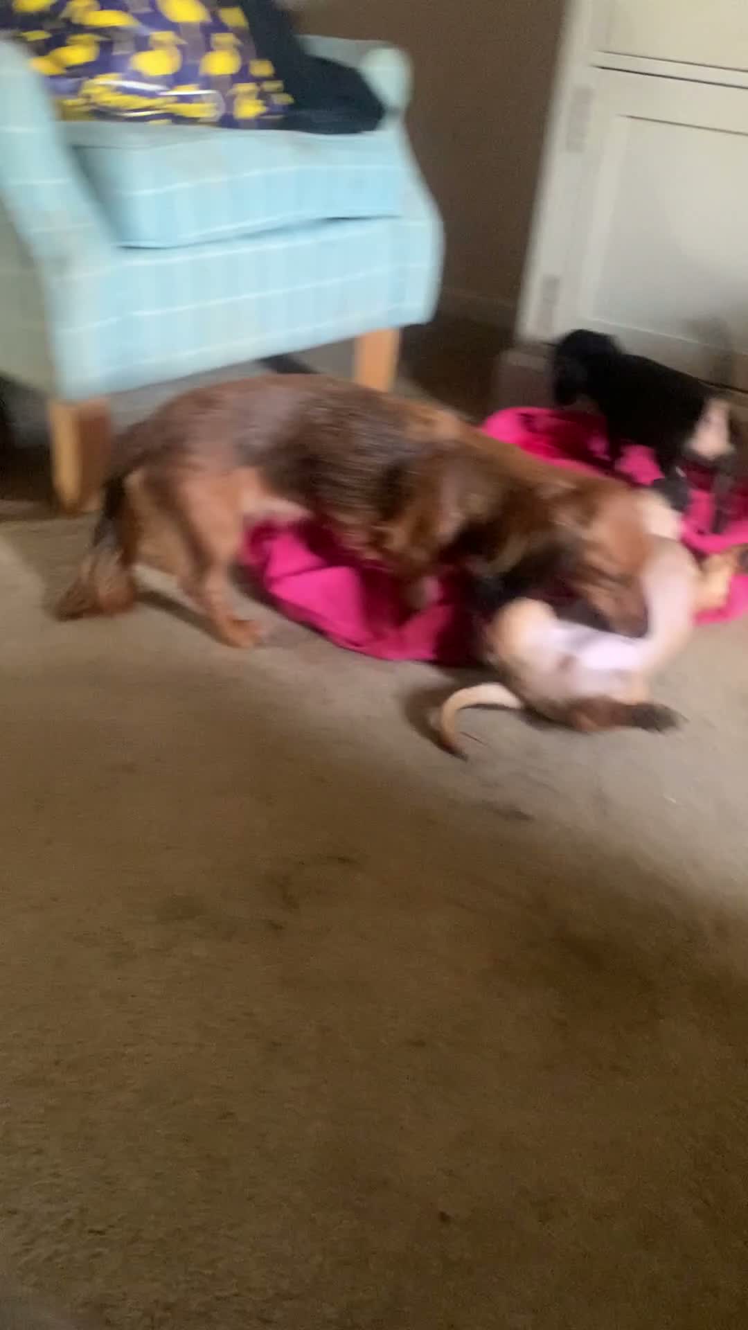 Mixed Breed dogs for sale: 4 French wieners  - Video 2