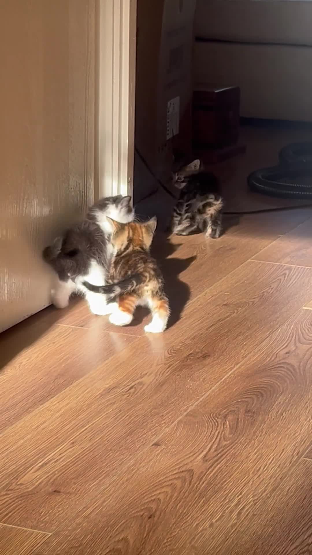 American Shorthair cats for sale: Beautiful boy kitten - Video 1