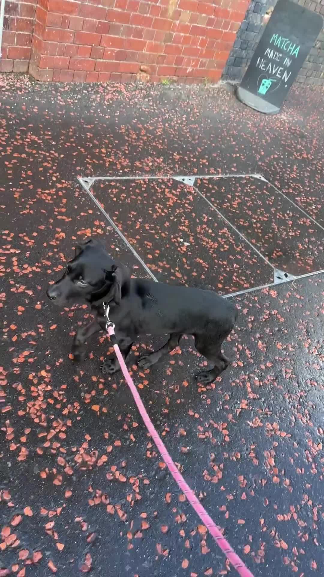 Mixed Breed dogs for sale: Doberman X Weimaraner  - Video 1