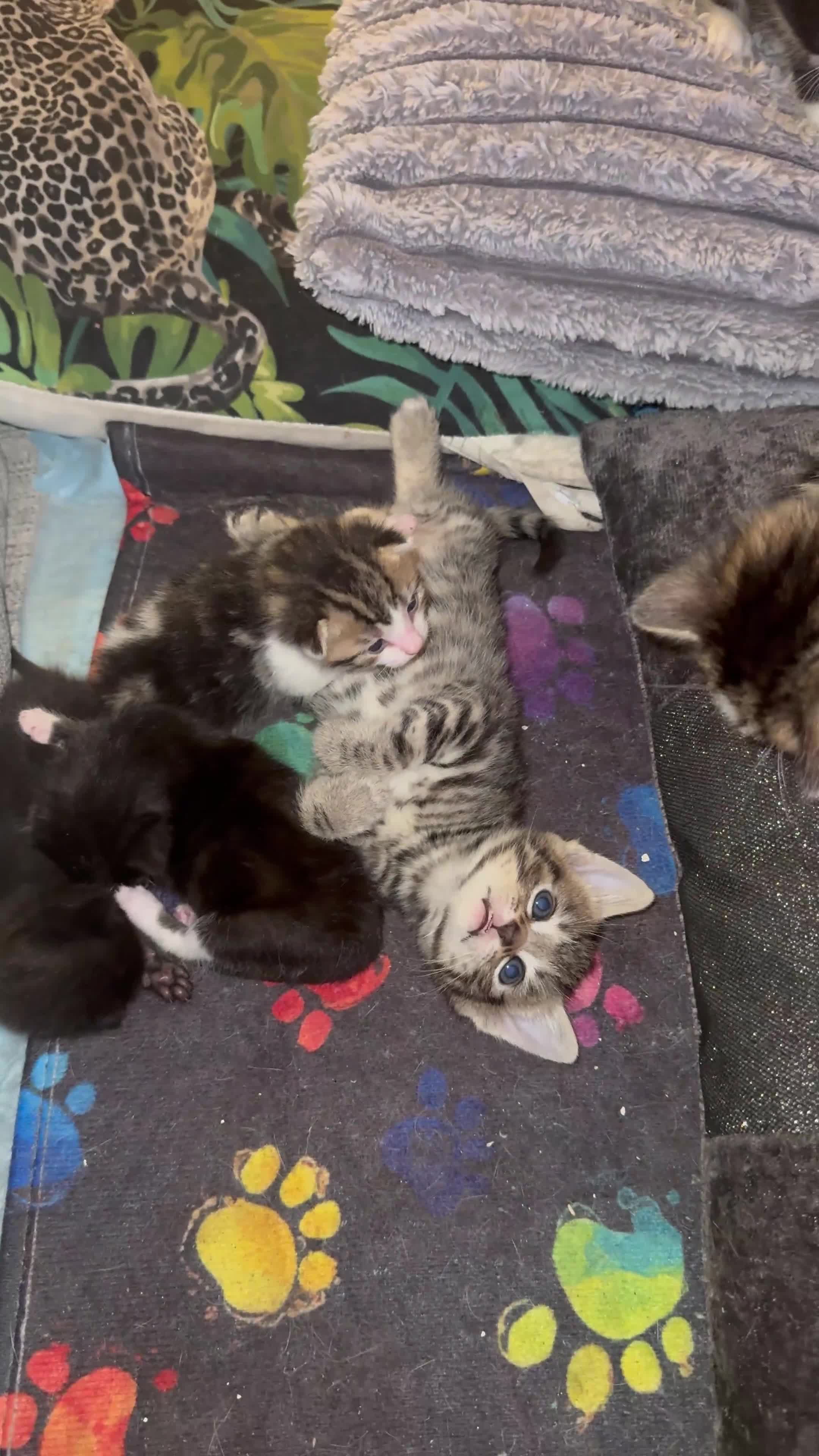 Mixed Breed cats for sale: Beautiful kittens - Video 2
