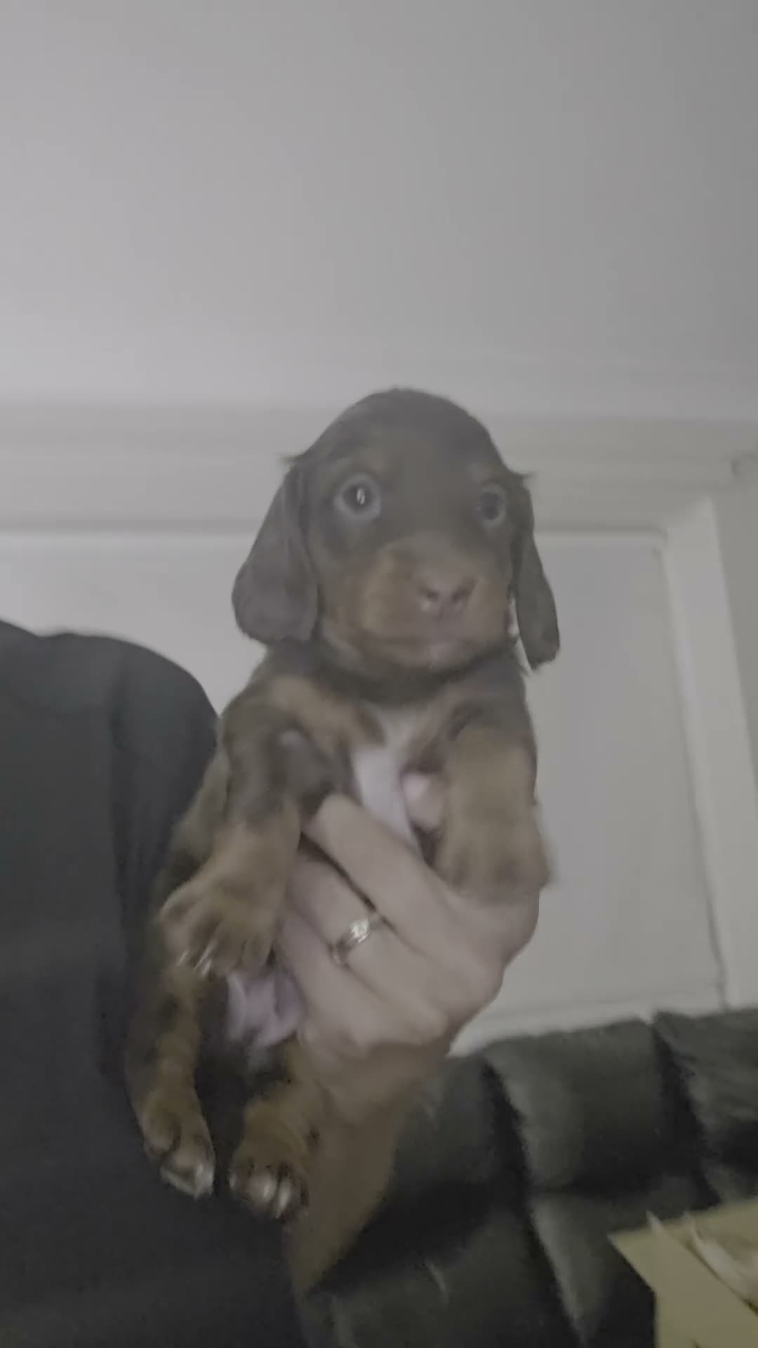Miniature Dachshund dogs for sale: 4 male Dachshunds - Video 4