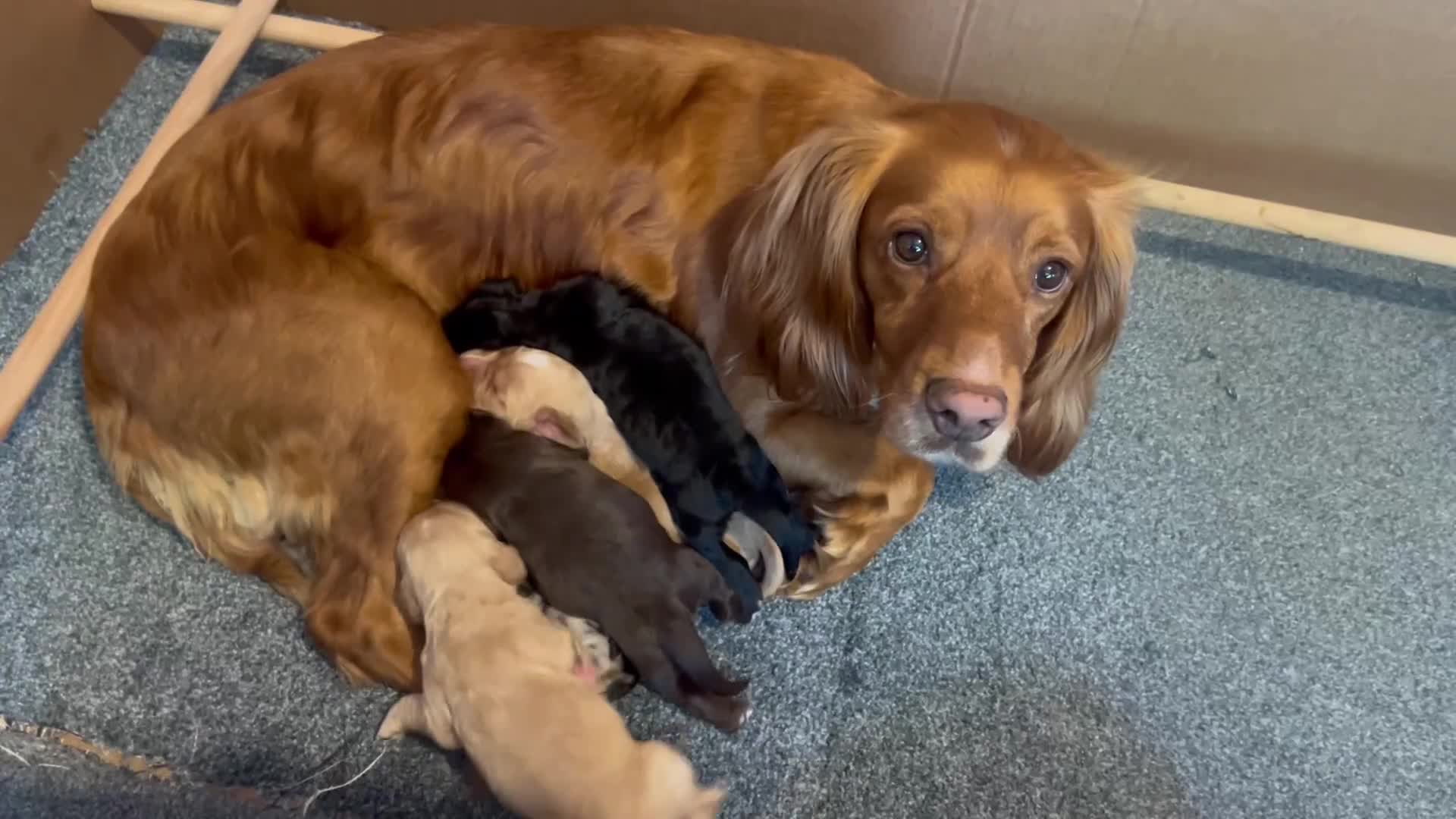 Cocker Spaniel dogs for sale: 2 beautiful cocker spaniels out of a litter of 7 - Video 1