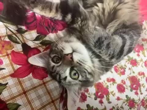 Mixed Breed cats for sale: Longhaired kitten + accessories for sale  - Video 1