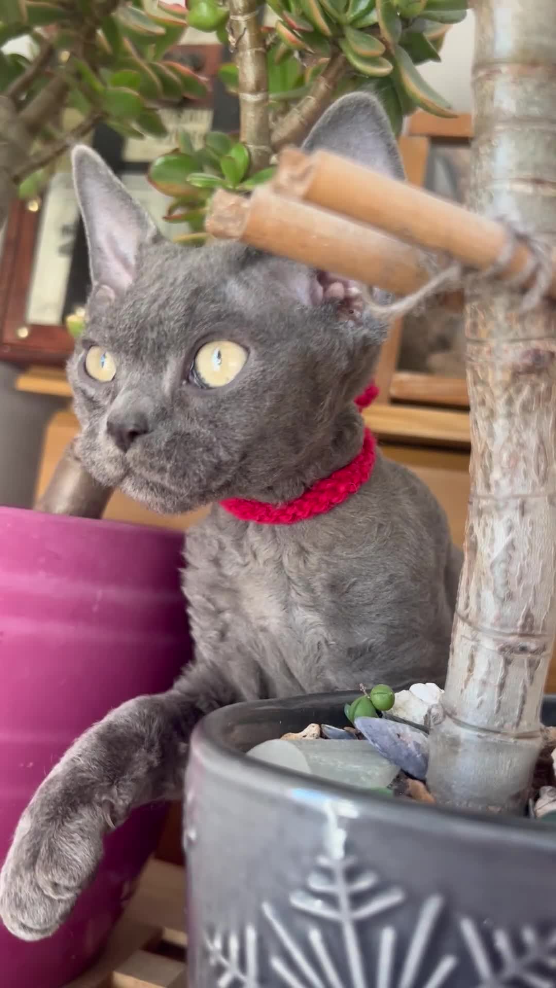 Devon Rex cats for sale: Devon Rex kittens  - Video 1