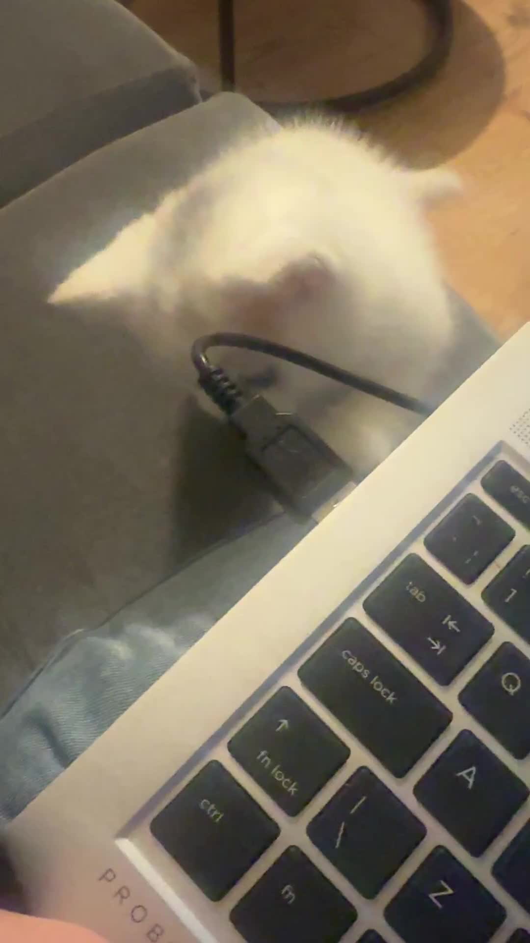 British Shorthair cats for sale: British Shorthair White Kitten - Video 1