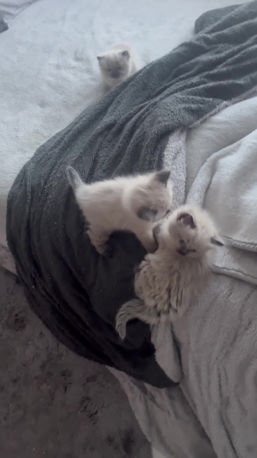 Ragdoll cats for sale: Beautiful, fluffy ragdoll kittens - Video 1