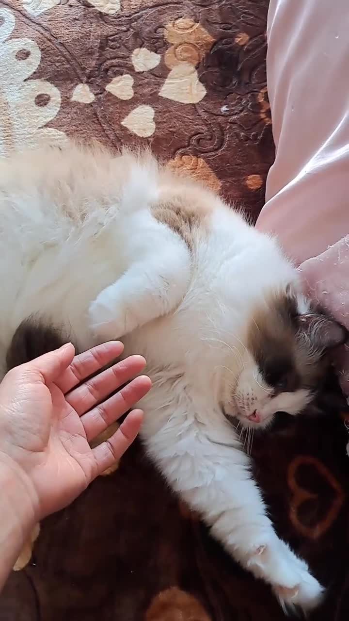 British Shorthair cats for sale: ✨ Two Gorgeous Retired Queens  ✨ - Video 2