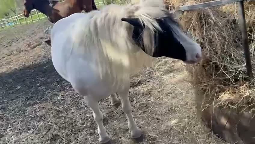 Irish Cob horses for sale: Beautiful poppet - Video 1