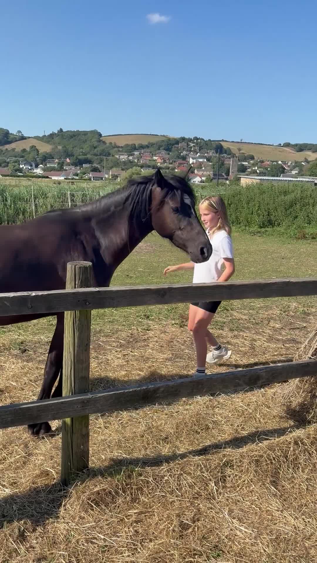Welsh Section C horses for sale: Welsh Cob 13HH in Burry Port - Video 1