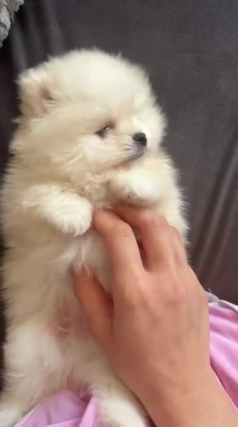Pomeranian dogs for sale: Beautiful Pomeranian Puppies - Video 2