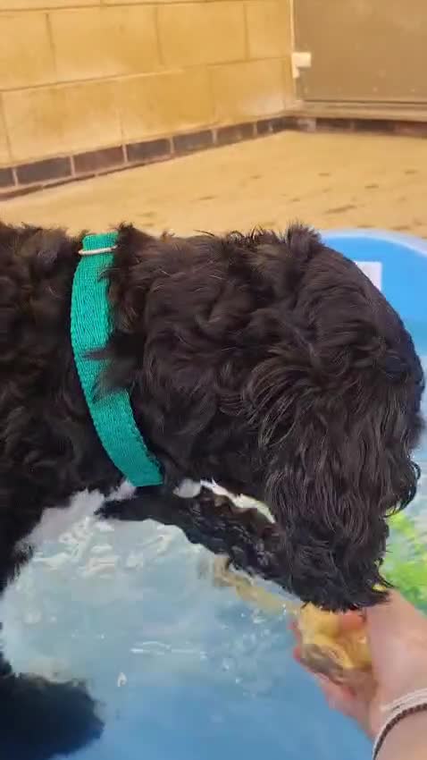 Mixed Breed dogs for adoption: Morris - Video 1
