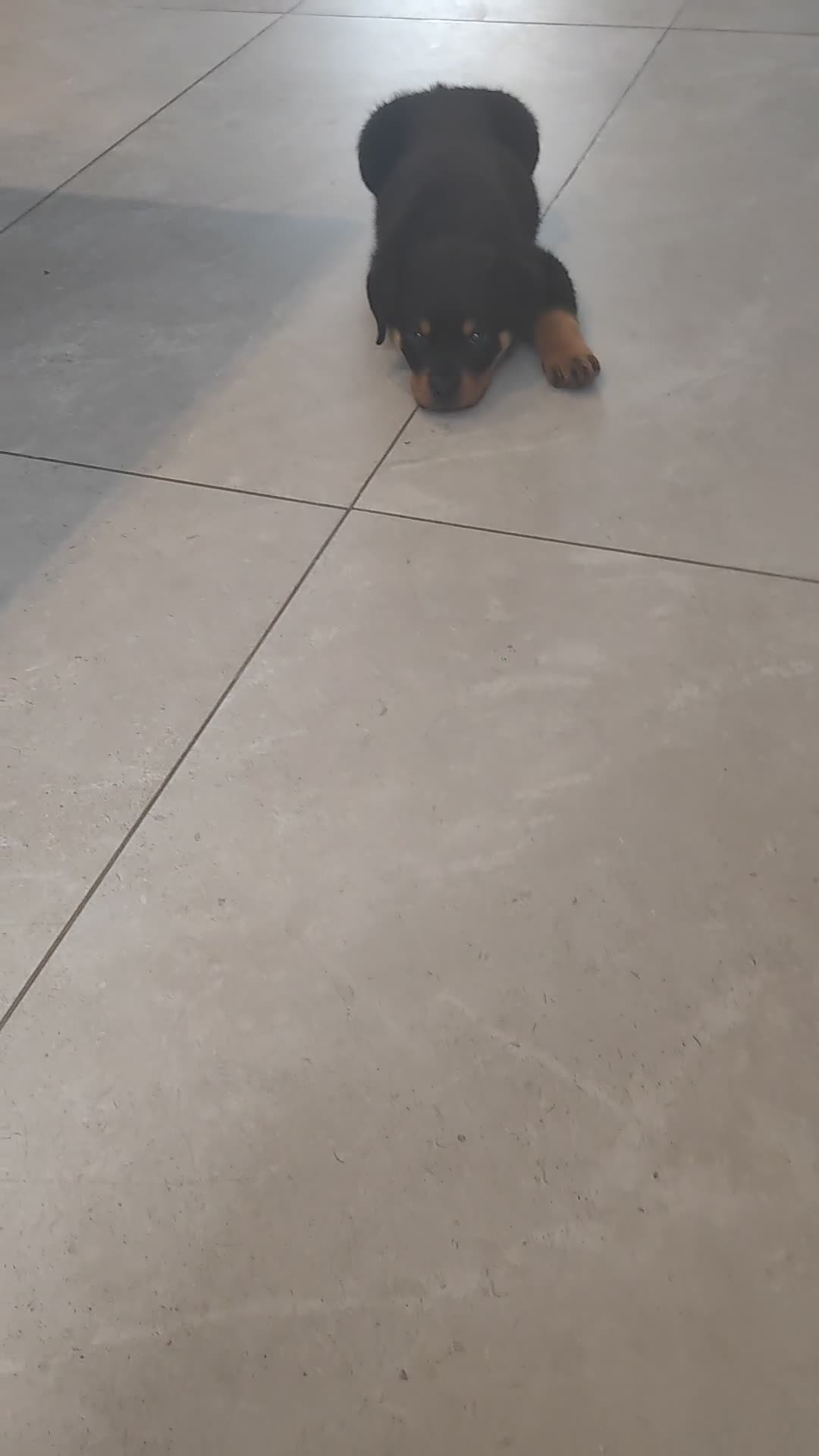 Rottweiler dogs for sale: Gorgeous male Rottweiler puppy Reggie  - Video 2