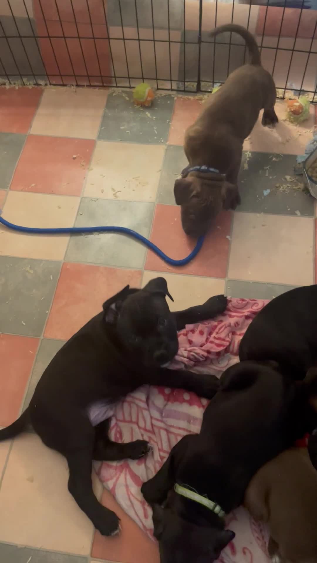 Staffordshire Bull Terrier dogs for sale: Staffordshire/American Staffordshire pups in Harrow - Video 3
