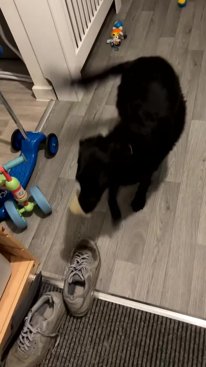Sprollie dogs for sale: Female Sprollie - Video 2