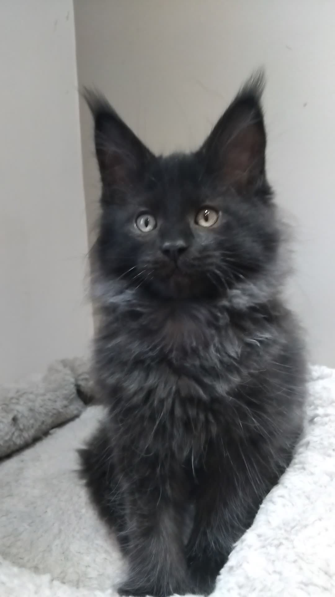 Maine Coon cats for sale:  Maine coons kittens GCCF. Black drey tabbys - Video 2