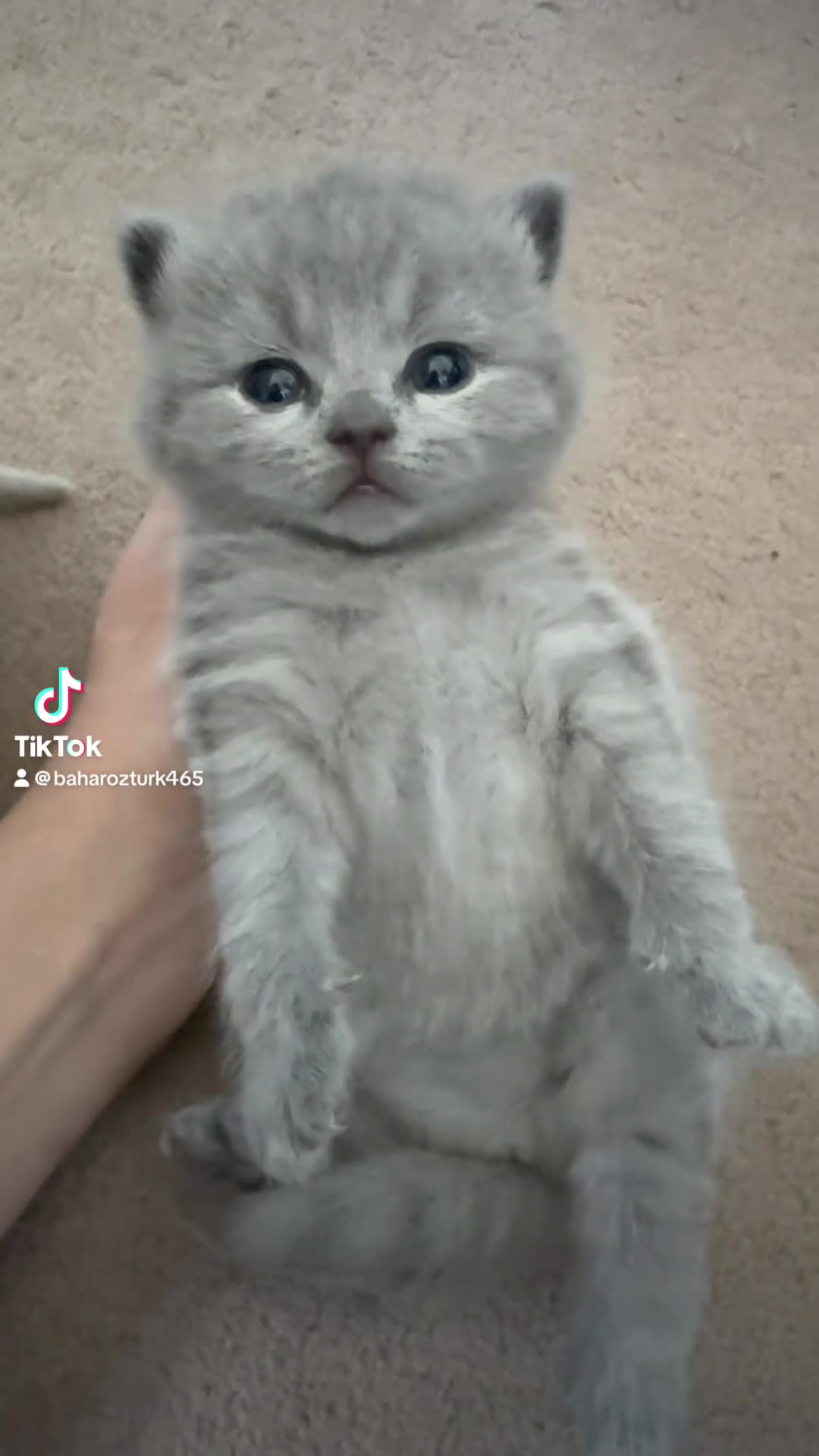 British Shorthair cats for sale: GCCF BSH Lovely Kittens - Video 1