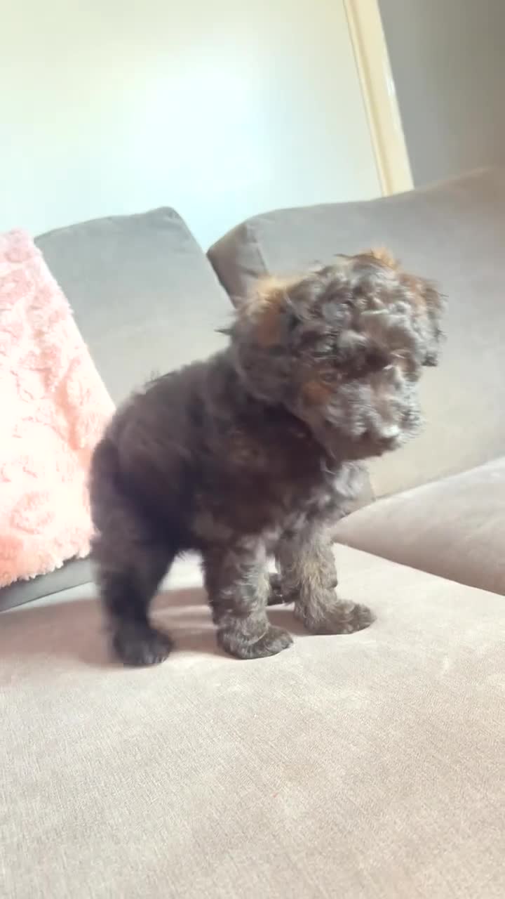Mixed Breed dogs for sale: 2 girls💖 available now!! - Video 2