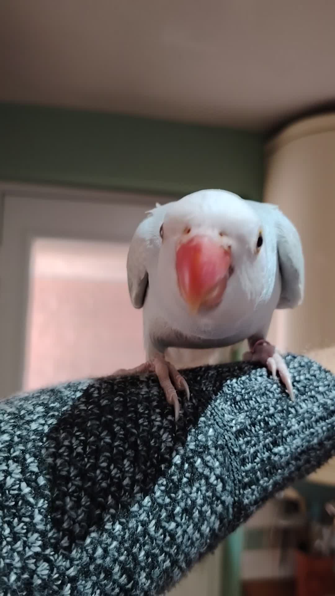 Ringnecks birds for sale: Hand reared Ringneck - Video 1