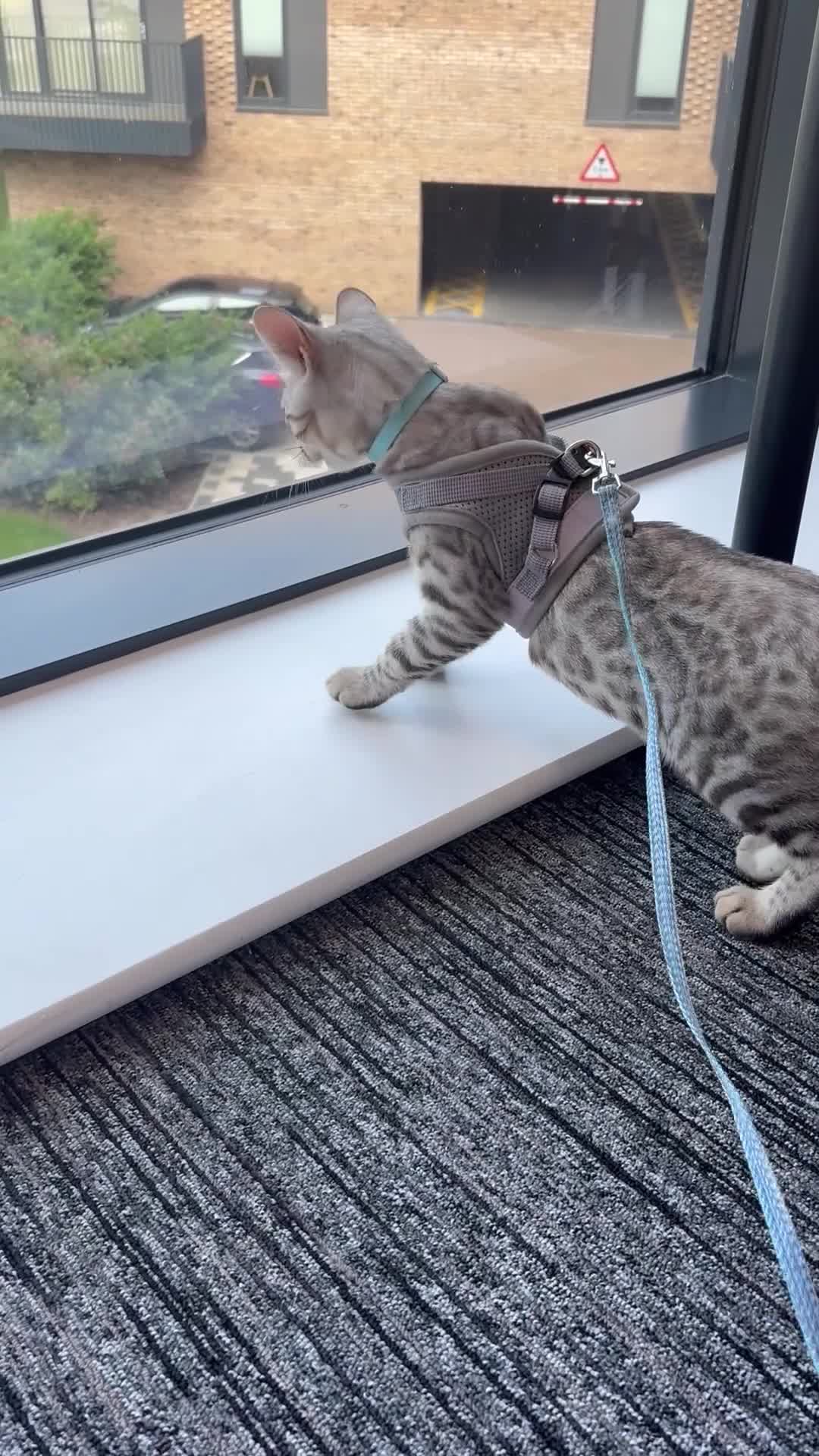 Bengal cats for sale: Loving Home Wanted for Male Bengal – Theo  - Video 2