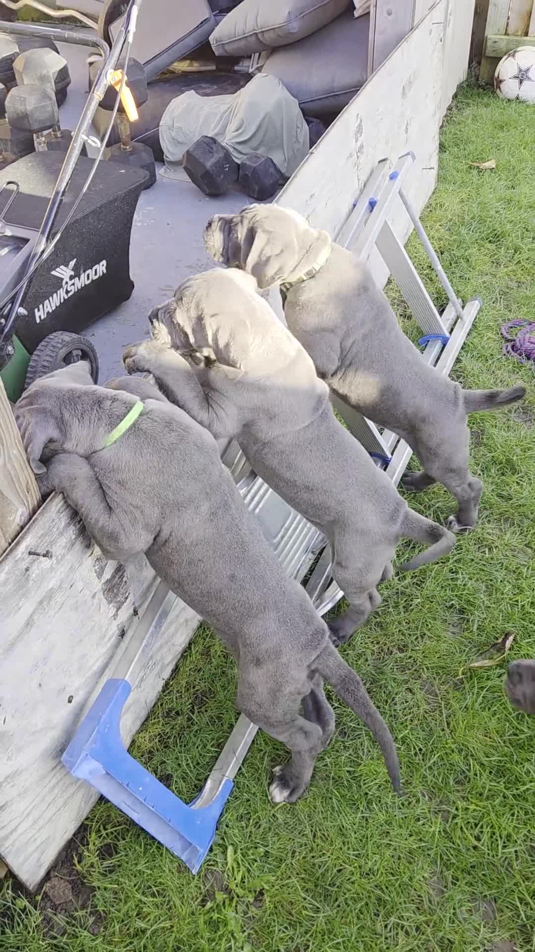 Cane Corso dogs for sale: Kingcanecorso litter, stunning traditional corsos - Video 2