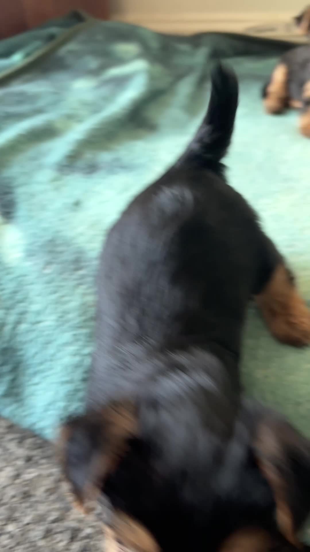 Yorkshire Terrier dogs for sale: Adorable yorkshire terrier puppies in Boston - Video 3