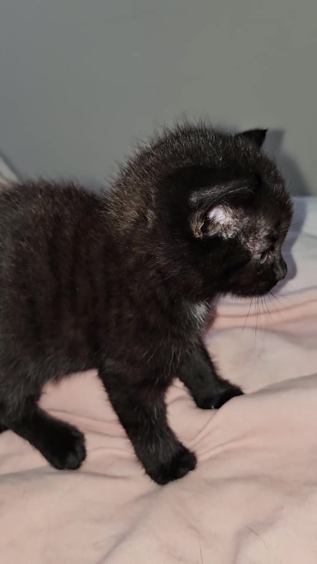 Mixed Breed cats for sale: Kittens  - Video 1