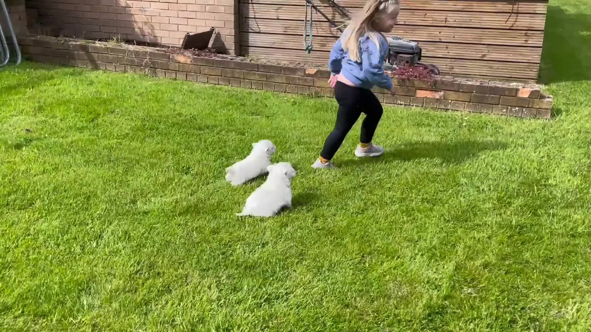 West Highland Terrier dogs for sale: Royal kennel club registered west highland white  - Video 2