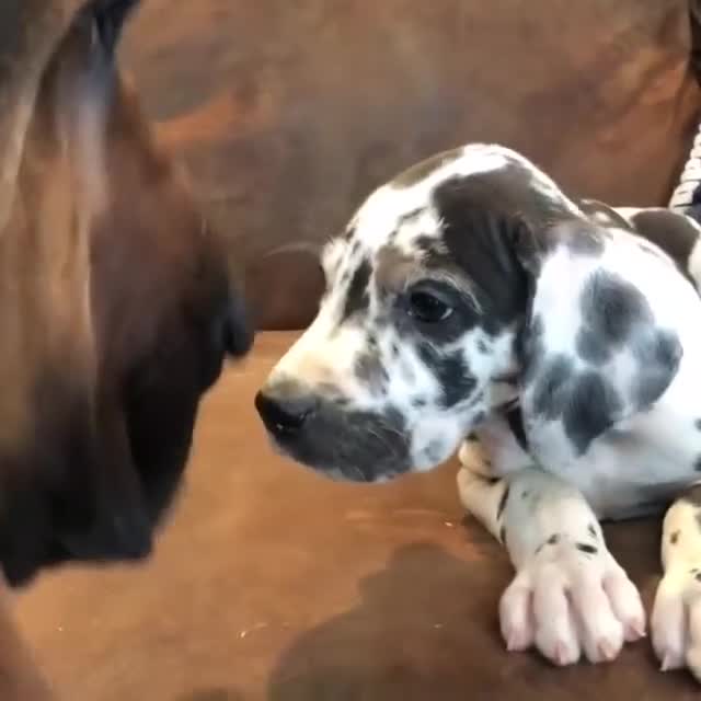 Great Dane dogs for sale: Re-home our 7 week old Great Dane Pups - Video 1