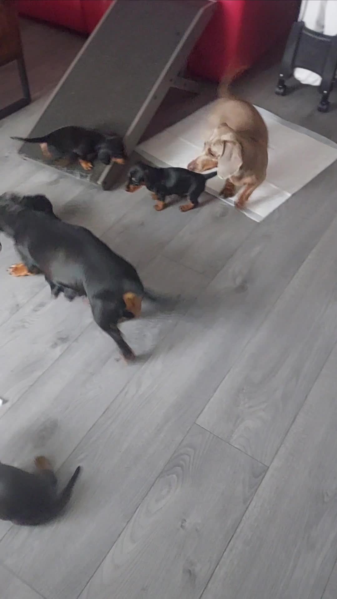 Miniature Dachshund dogs for stud: Daschund Stud KC Prince ♥️ in Liverpool - Video 1