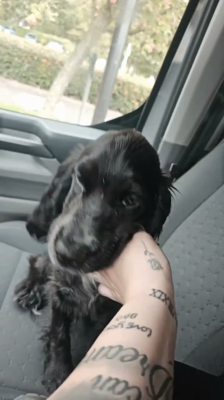 Cocker Spaniel dogs for sale: MALE SHOW COCKER SPANIEL  - Video 1