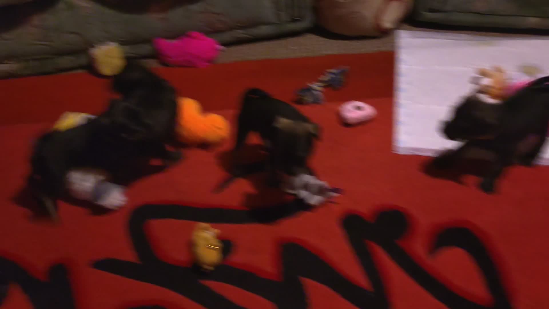 Miniature Schnauzer dogs for sale: 6 Miniature Schnauzer puppies - Video 1