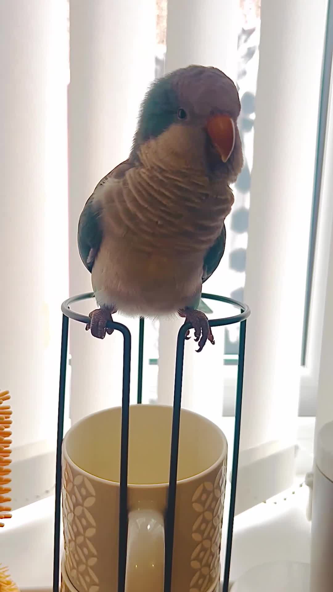 Conures birds for sale: Quaker parrot ** REDUCED** - Video 1