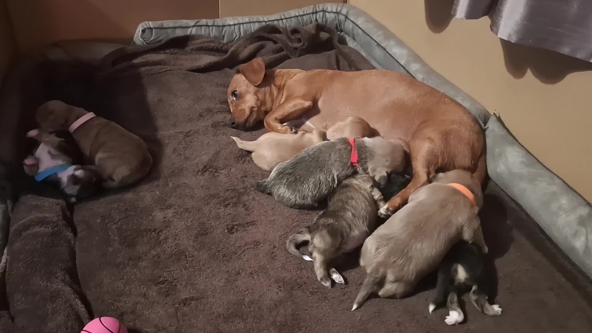 Mixed Breed dogs for sale: Gorgeous litter of 7 puppies  - Video 1